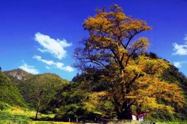 天文与农耕相融的非洲节日庆典