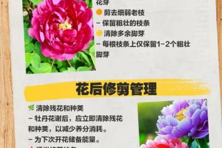 牡丹命理反而影响命运的五个常见误区