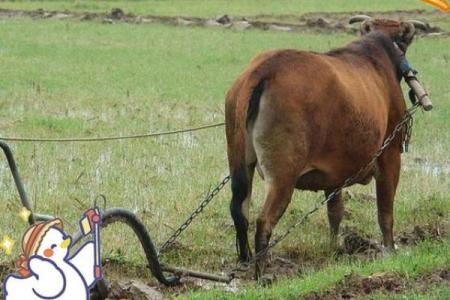 农耕文化中的儿童节：与自然和谐共生的象征