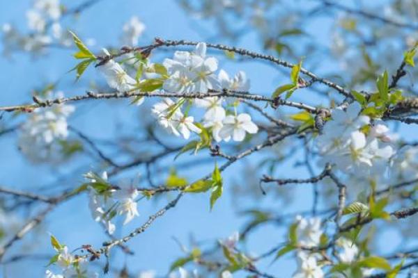 今天是日本的樱花祭日，感受春天的芬芳与团聚