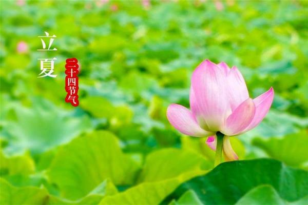 明天的节气：立夏来临，如何调整饮食与作息迎接夏季？