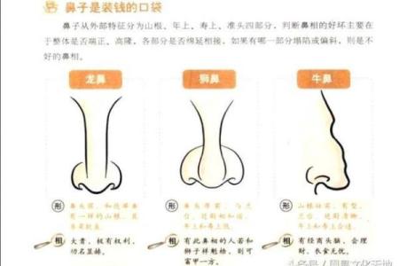 如何破解狐狸精命理中的命运密码，让运势大逆转