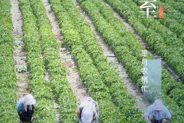 夏至放假:天文与养生的完美结合 夏至放假:天文与养生的完美结合