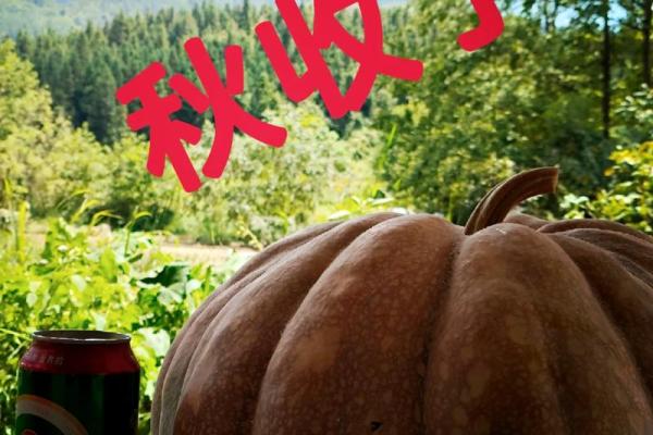 八月八日的节日意义:农耕文化中的丰收祈愿 八月八日的节日意义:农耕文化中的丰收祈愿