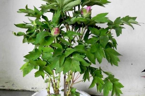 牡丹命理误区揭秘:常见错误如何反而影响命运 牡丹命理误区揭秘:常见错误如何反而影响命运