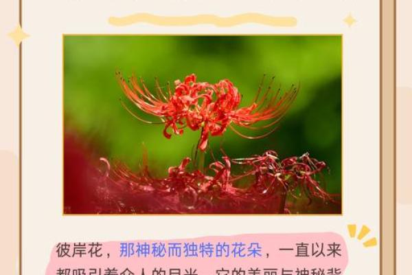 彼岸花开,踏青而行:春天的习俗与养生之道 彼岸花开,踏青而行:春天的习俗与养生之道
