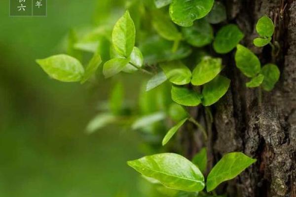 二月节令:迎春祭祀与养生之道 二月节令:迎春祭祀与养生之道