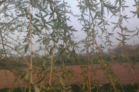 清明节与春季农业的相互影响