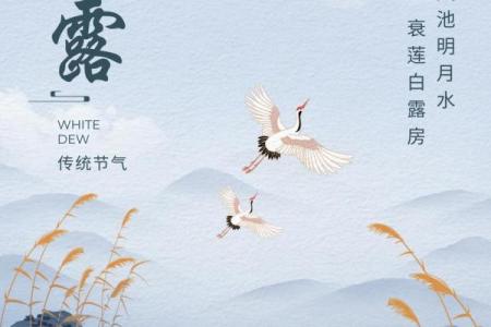 白露，如何根据农耕习俗规划您的日常生活