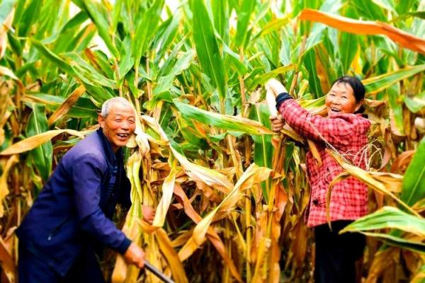 十一月的农耕习俗：感恩丰收与冬季准备的智慧