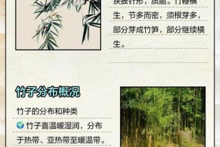 五月十九日世界竹文化日：竹子在中国文化中的独特象征与应用