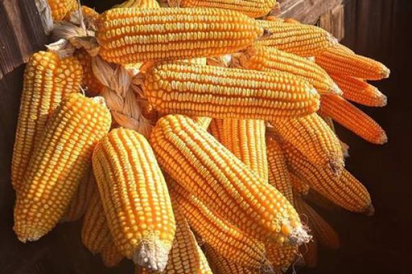 从节令变化看农业生产与生活的紧密联系 从节令变化看农业生产与生活的紧密联系