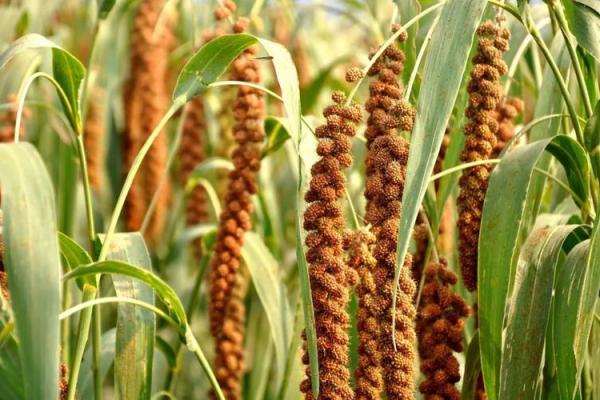 了解节令变化对农业生产的深远影响 了解节令变化对农业生产的深远影响