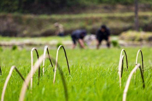 春耕开始,农民节令如何影响田间管理 春耕开始,农民节令如何影响田间管理