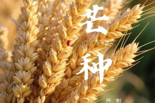 芒种节气:农田里的忙碌与大地的呼吸 芒种节气:农田里的忙碌与大地的呼吸