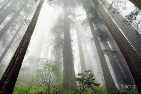 乙木命理解析:如何改变你的人生轨迹,突破命运的局限? 乙木命理解析:如何改变你的人生轨迹,突破命运的局限?