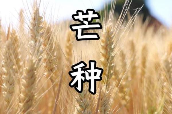 芒种时节,农耕劳作与气候变化的深度分析 芒种时节,农耕劳作与气候变化的深度分析