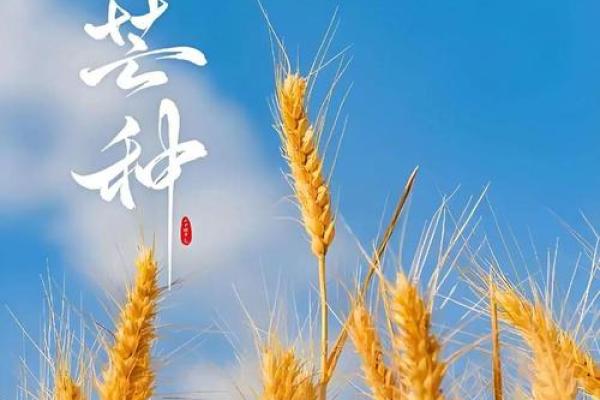 芒种时节,农耕劳作与气候变化的深度分析 芒种时节,农耕劳作与气候变化的深度分析